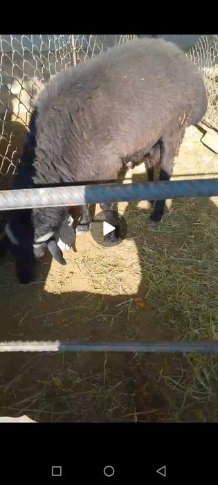 Qoʻchqor katta kogon