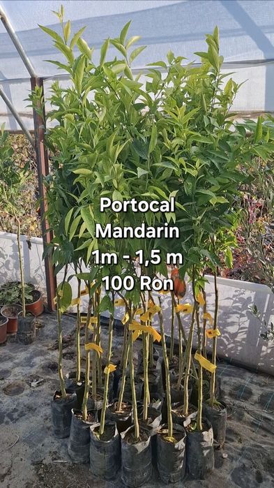 Plante exotice, kaki, kiwi, curmal, maslin, lamai, portocal, rodiu