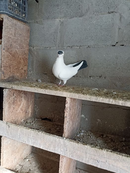 Московский монах