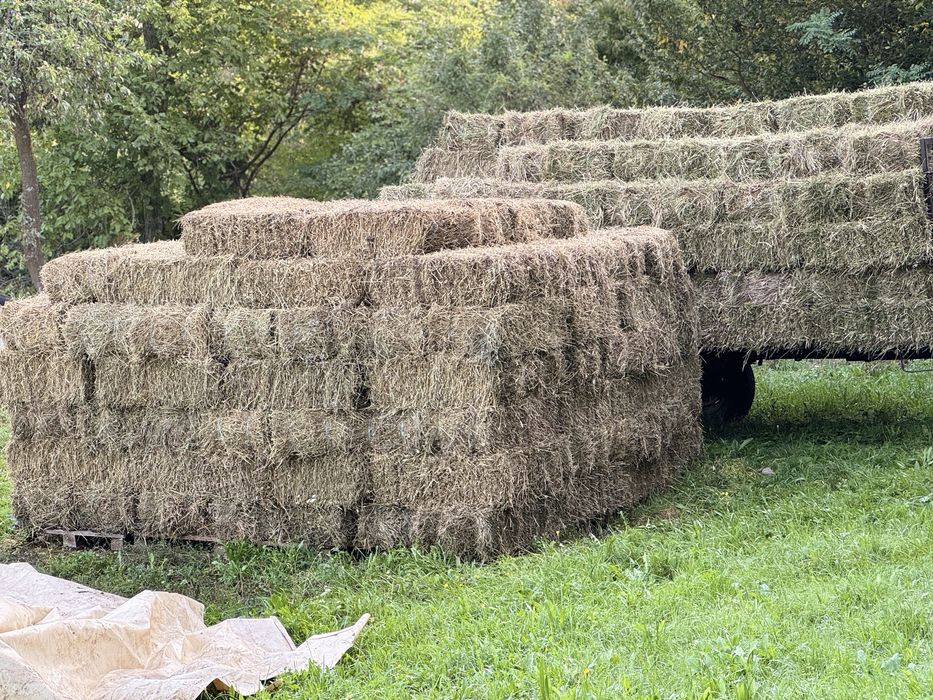 Baloti mici lucerna