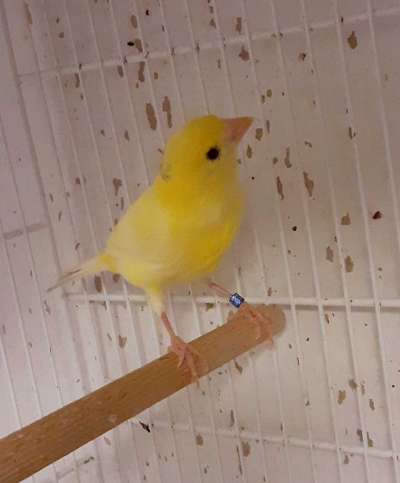 Canari Malinois-Waterslager