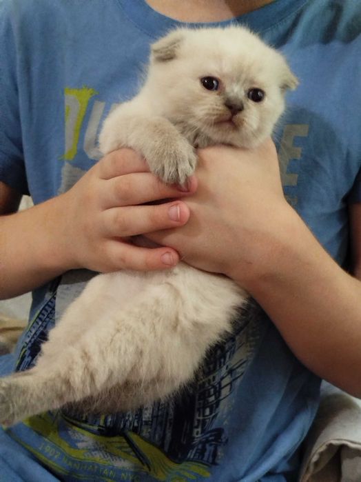 Котята породы скоттиш фолд