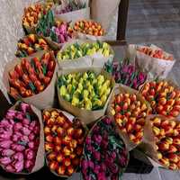 Свежие красивые тюльпаны в праздник доставка на дом и в офис