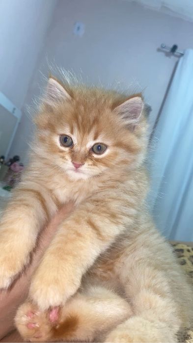 Siberian de padure pui