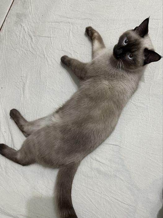 Siamskiy mushuk sotiladi