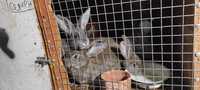 Продам кроликов мясной породы