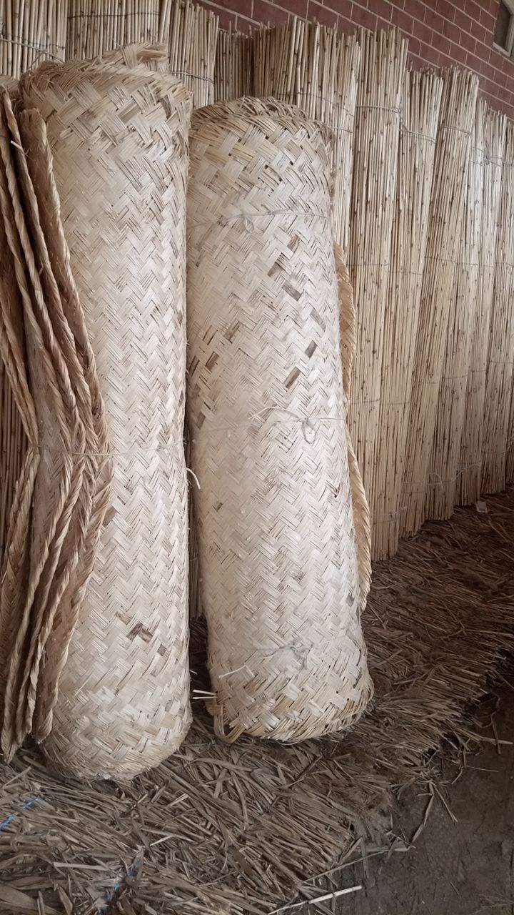 Камиш буйралар Узб буйлаб