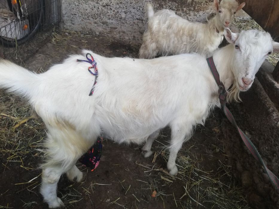 Zotor Sogʻn echki ena bola sotladi arzon berman pul zarur