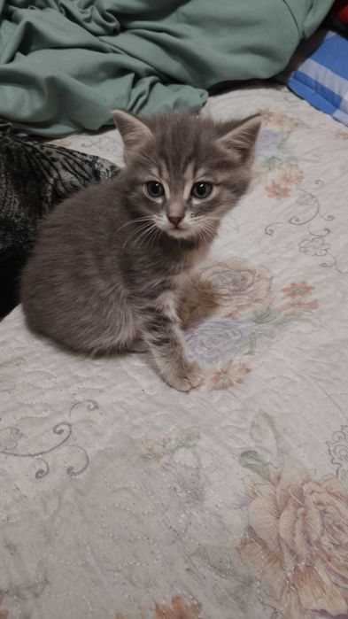 Отдам котенка, мальчик