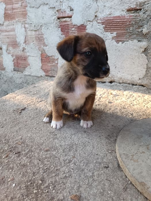 Подарявам кученца