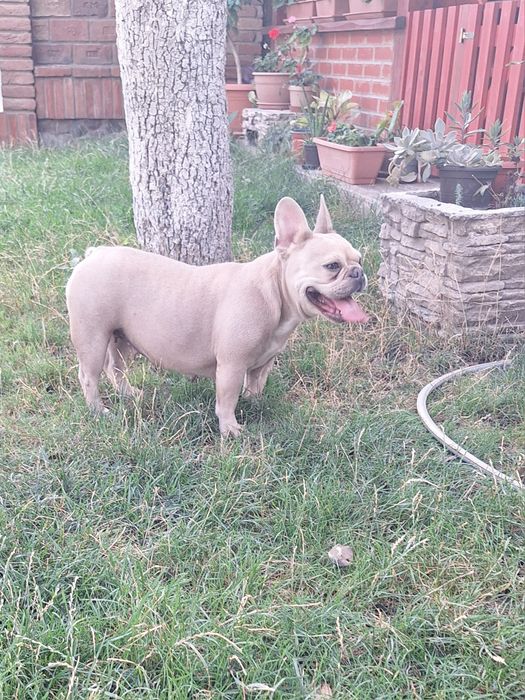Bulldog francez femela