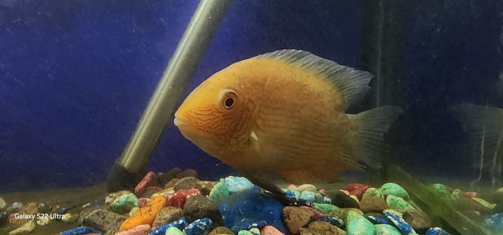 Продаётся Рыба хищники