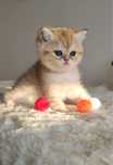 Fetita British Shorthair Chinchilla Gold felisa autorizata! Pedigree