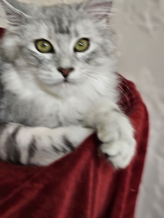 Продажа котят породы май-кун.