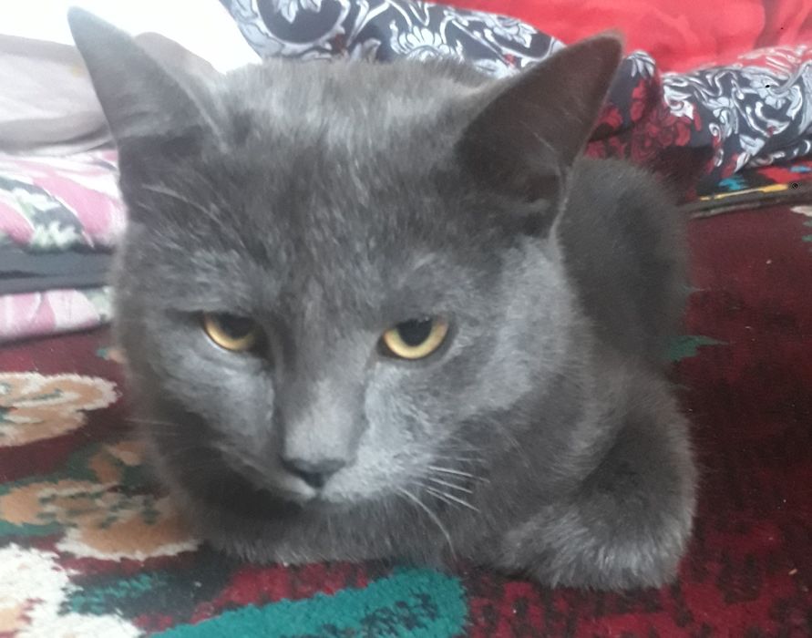 Мушук сотилади..