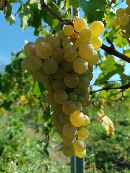 Butași vita de vie altoită