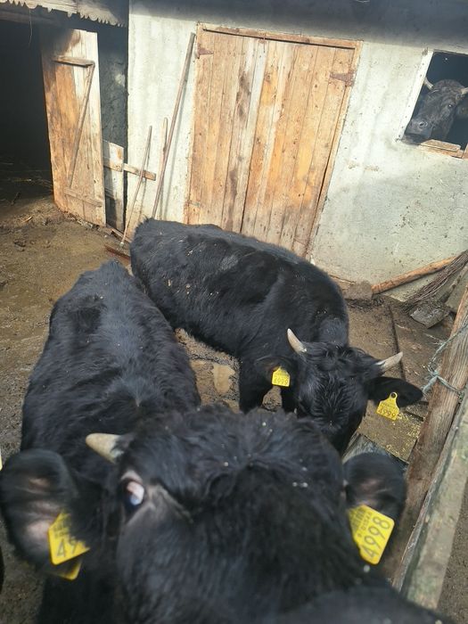 Vând vitei si vitele