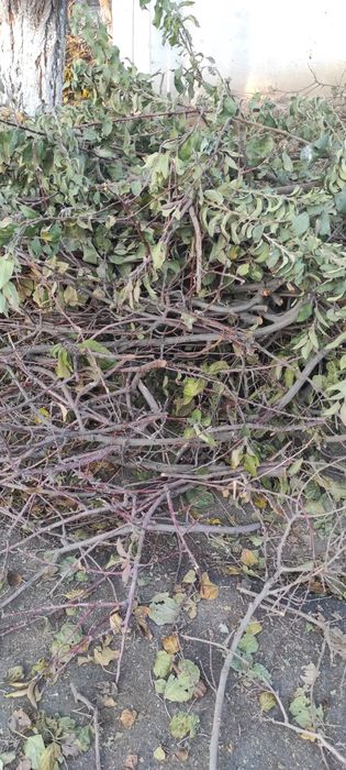 Ótin tekin daraxt ótini