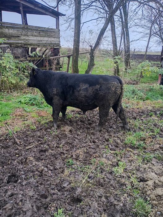 Vând tauri angus pentru reproducție