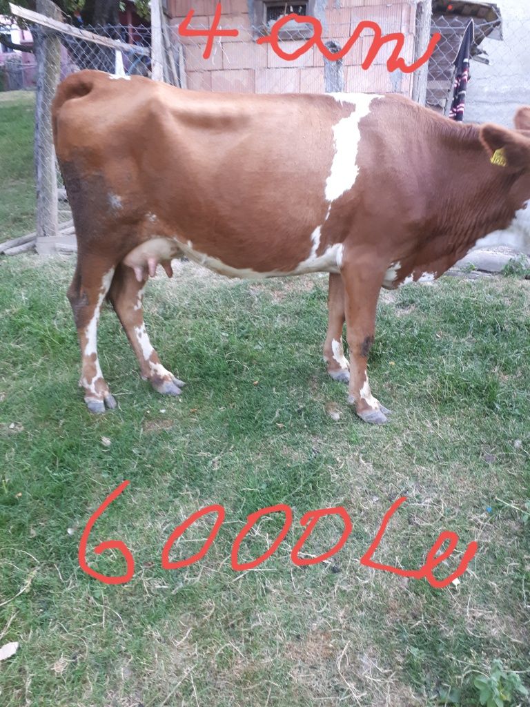 Vând o vacă la alegere din două