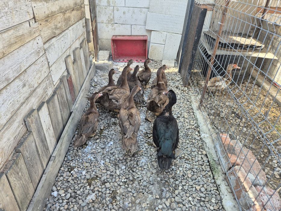 Rate mute ciocolatiu,de vanzare!