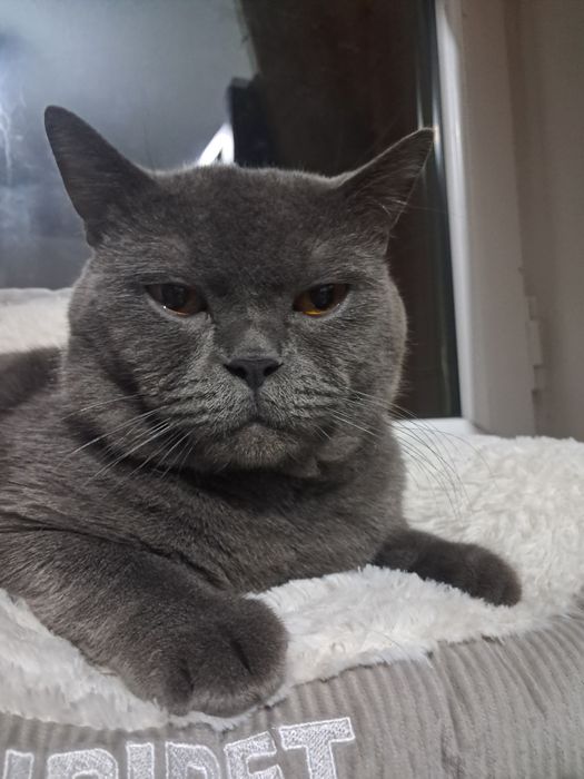 Короткошерстный-Британец, для вязки