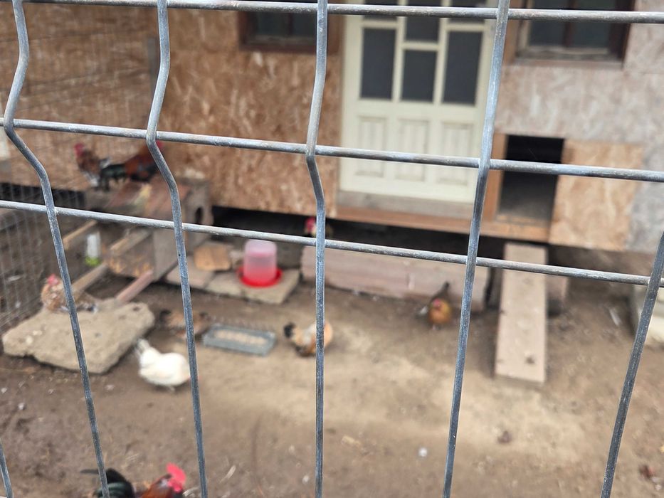 Vand gaini pitice si porumbei.