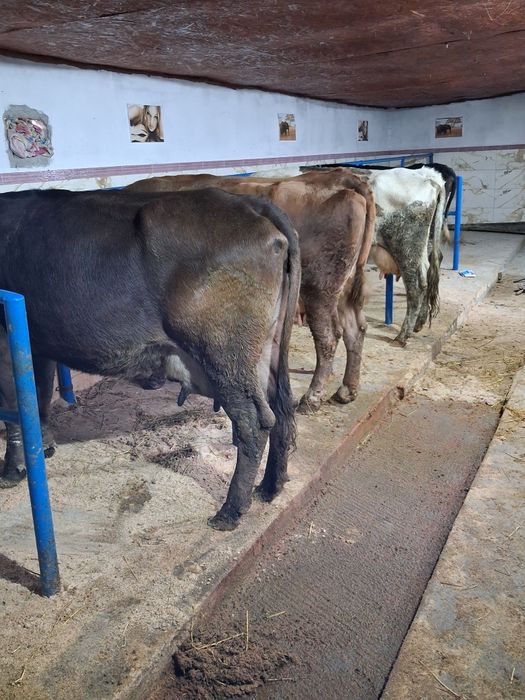 Vand sau schimb cu vacă de tăiere