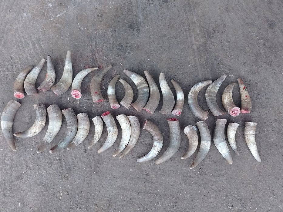 Vând coarne de Vaci