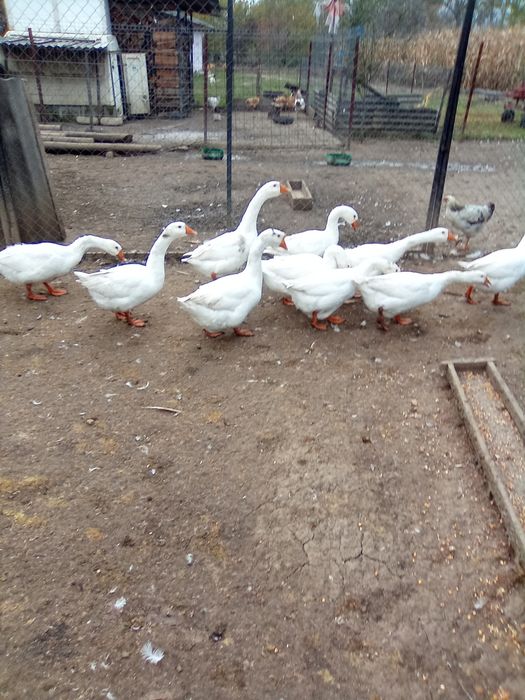 Vând 10 Gâște, 120lei buc