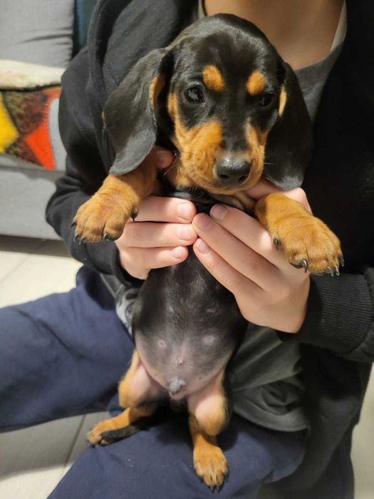 Pui Teckel– Vaccinați & Deparazitați, Caută Cămin