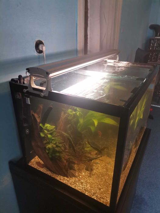 Acvariu de vanzare sau schimb cu miel de Paște