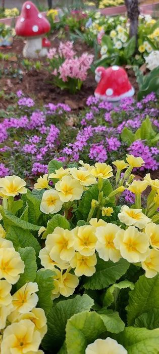 Цветя за балкона и градината. Цена от 0.50-15лв/бр