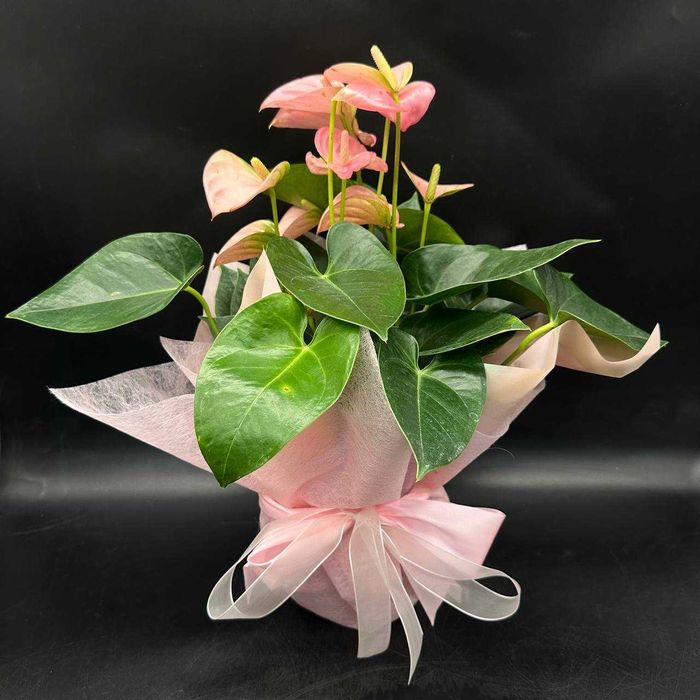 Антуриум в подарок, настоящий букет в горшке