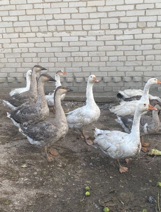 Гуси живьем серо-белые