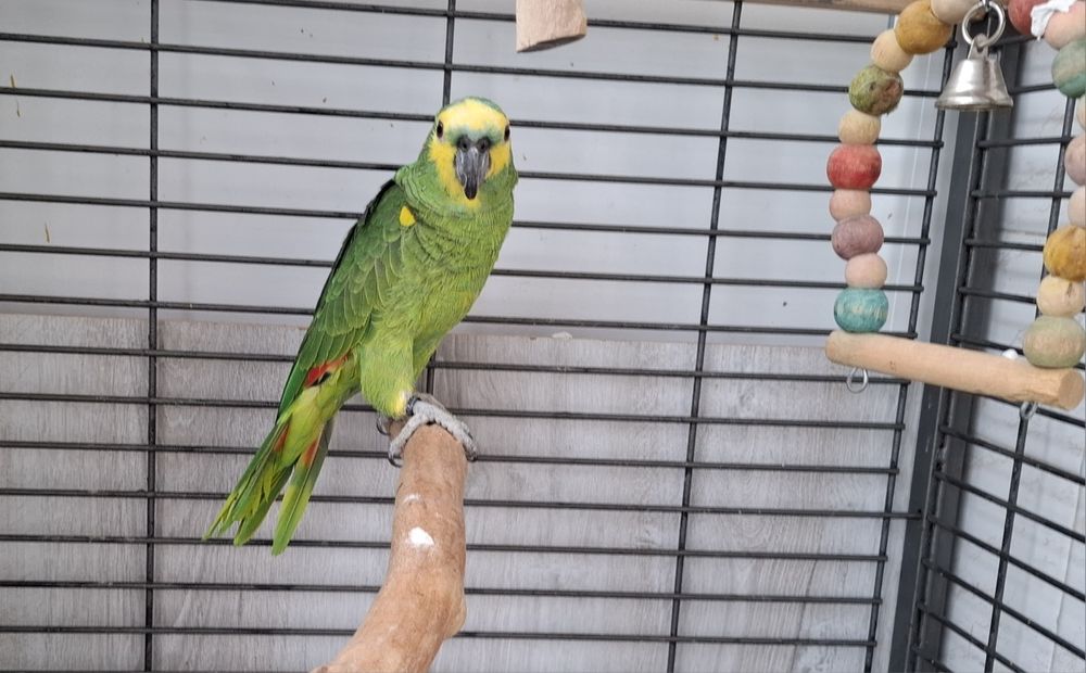 Папагал Синьочела амазона мъжка