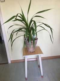 панданус комнатное растение