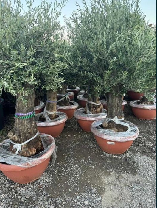Garden Devis | Măslini Olea Europaea eleganță si lux