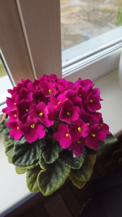 Сортовые фиалки недорого