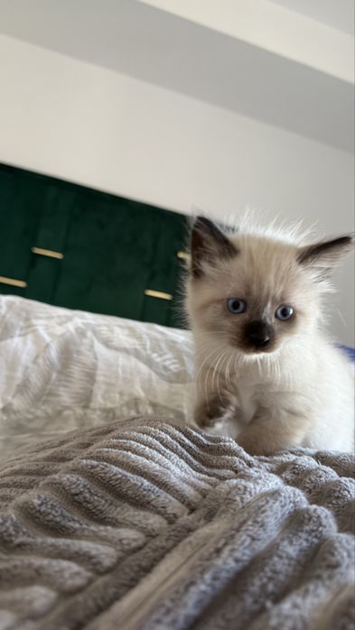 Motanel Ragdoll 6 saptamani