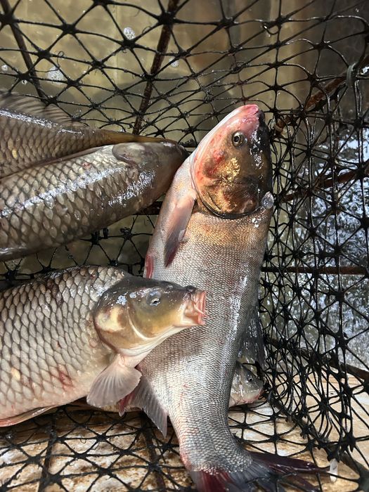 Crap pentru consum si populat