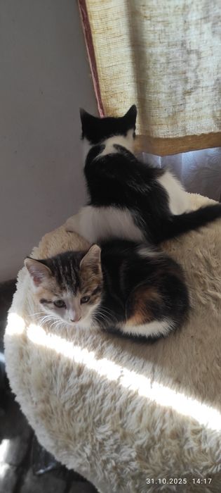 Бесплатный отдам котёнок по-хорошему руки tekinga mushuchani beraman