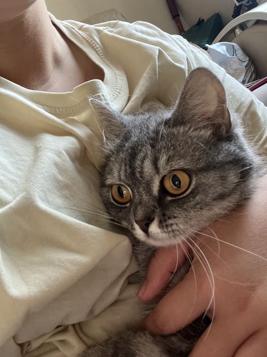 Отдам  добрые руки кошку