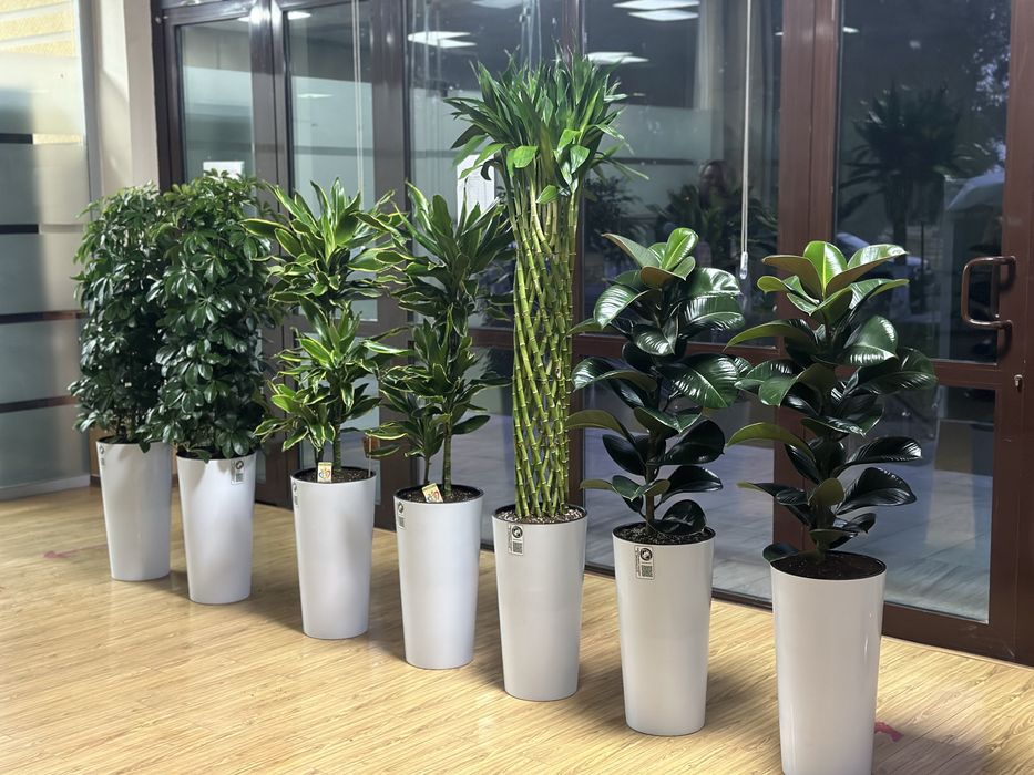 Растения для офиса хона гуллари