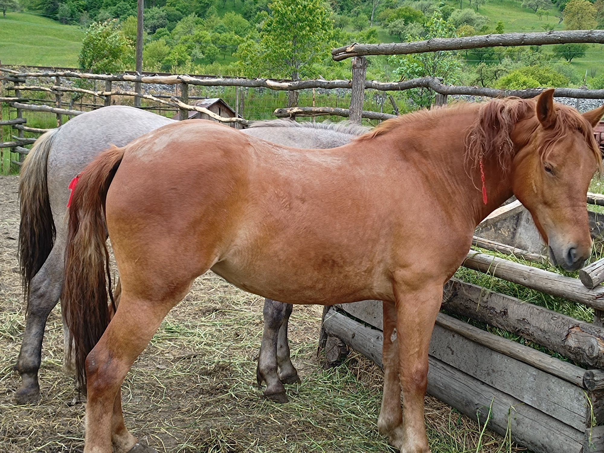 Mânză șargă de vânzare