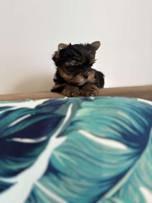 Йоркширски териер мини йорки