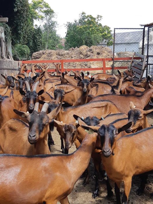 Capre alpine franceze cu pedigree