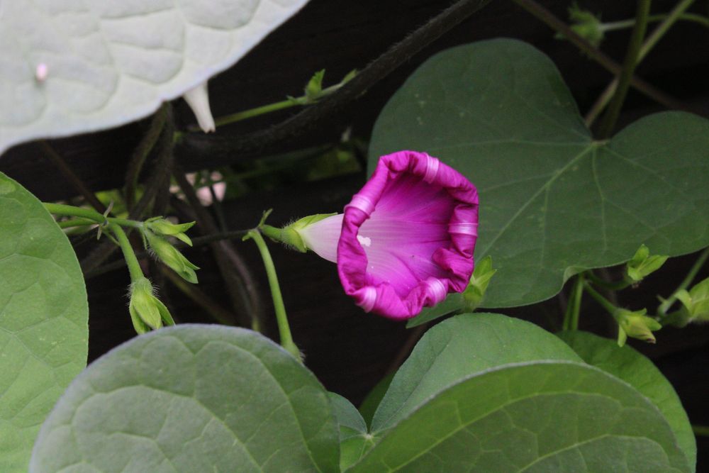 Aparat Foto Canon EOS 2000D