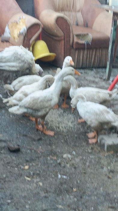 De vînzare preț bun lăsați mesaj