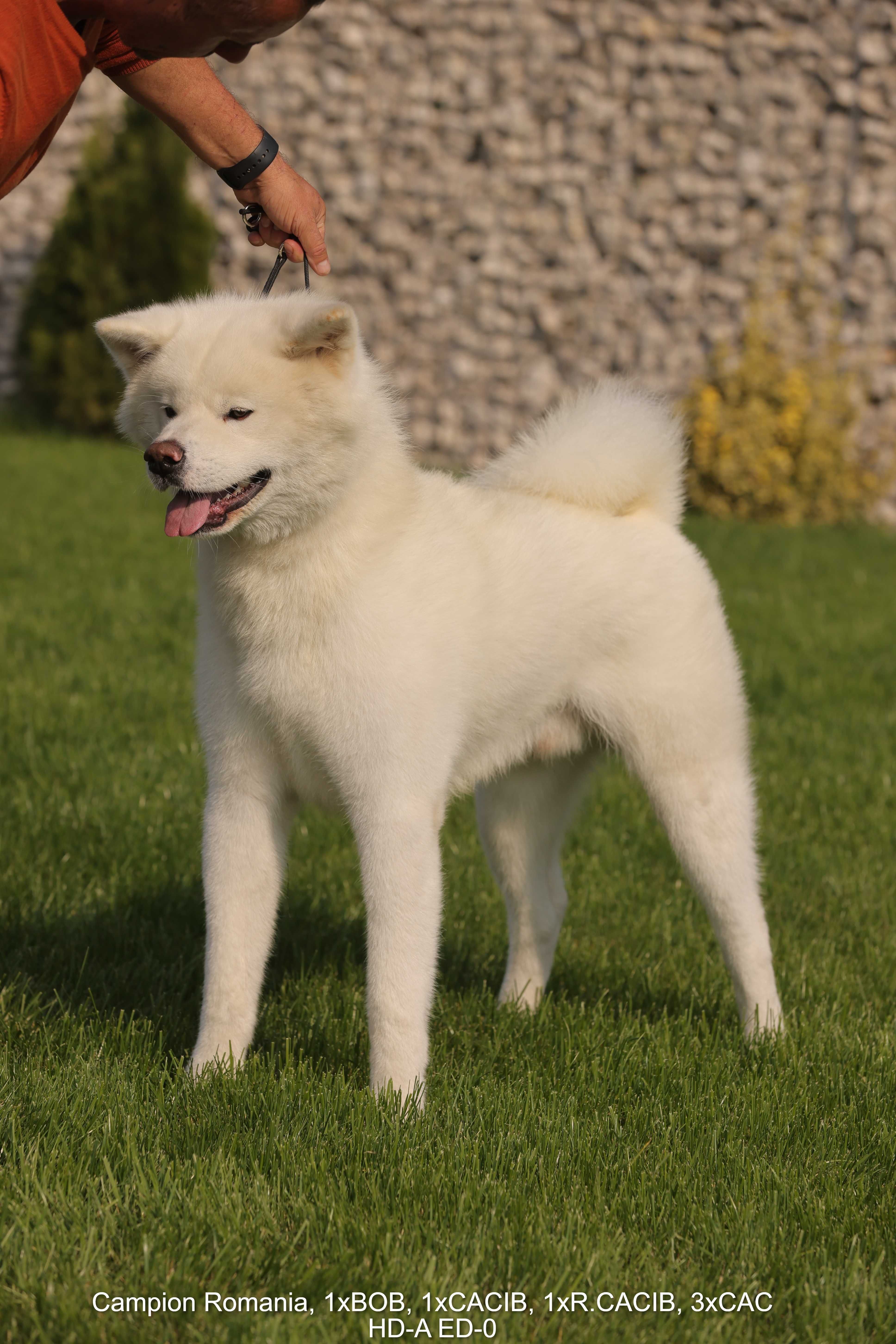 Akita Inu Mascul Pedigree tip A Arbitrat